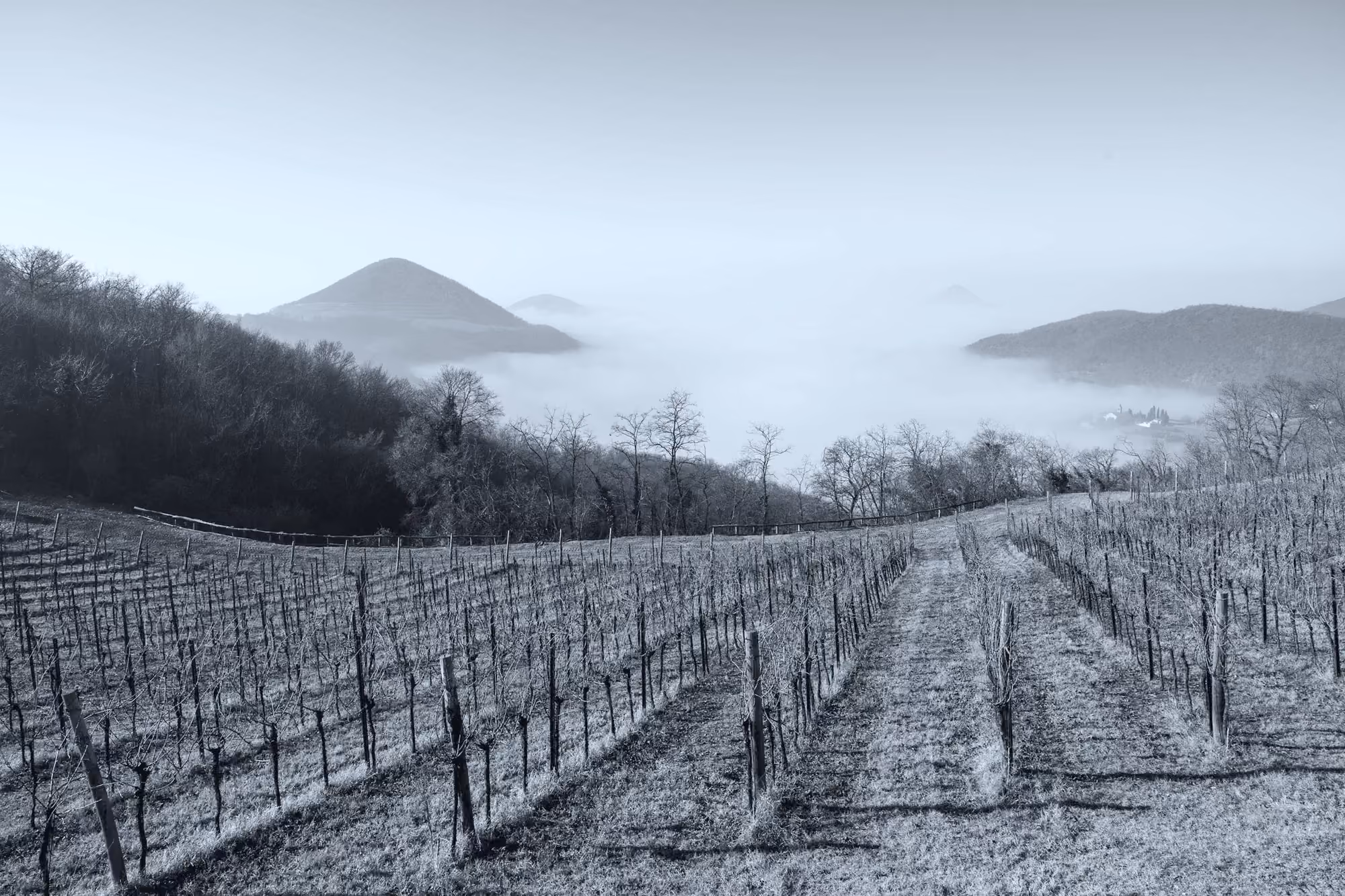 Hileras de parras en invierno con neblina baja entre los cerros del valle