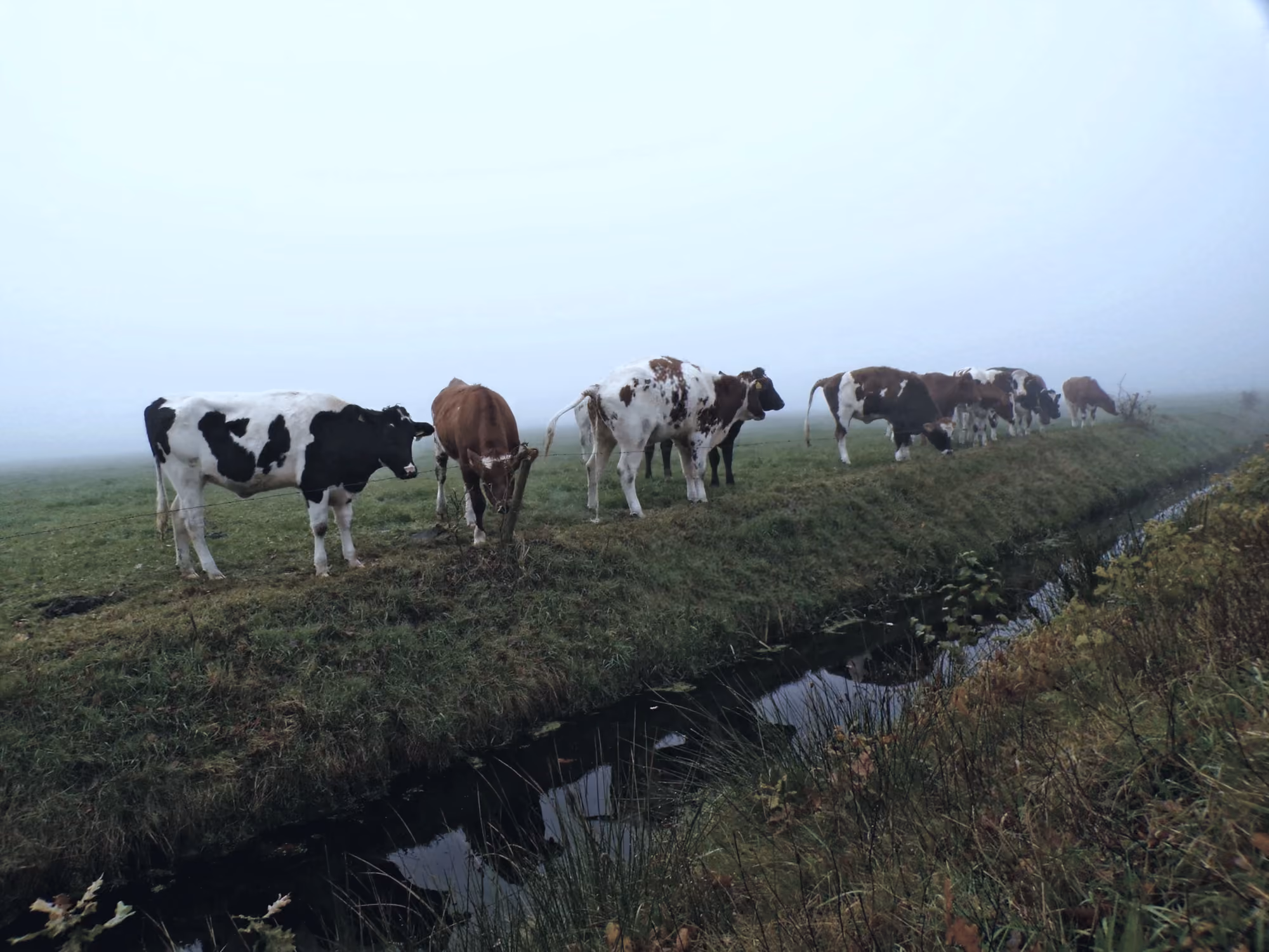 Vacas pastando junto a una acequia en un potrero cubierto de neblina